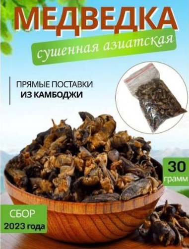 Камбоджийская медведка — натуральный источник силы и здоровья